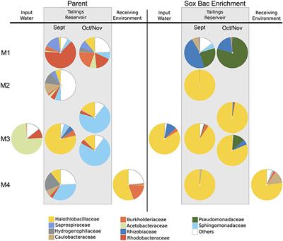 The Potential Role of Halothiobacillus spp. in Sulfur Oxidation and Acid Generation in Circum-Neutral Mine Tailings Reservoirs